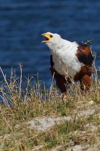 051 Chobe NP, afrikaanse visarend.jpg